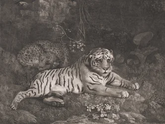 Ein Tiger und ein schlafender Leopard